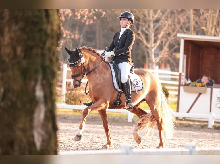 Deutsches Reitpony Wallach 9 Jahre 147 cm Fuchs in Reken