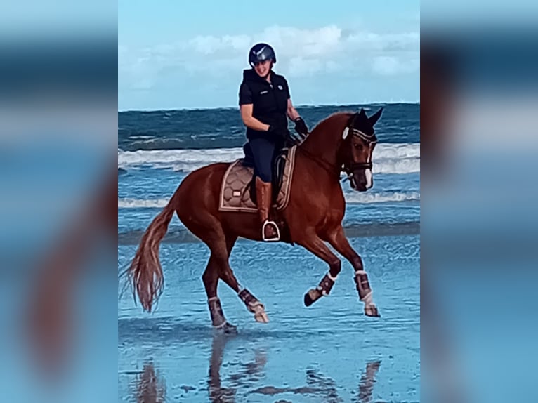 Deutsches Reitpony Wallach 9 Jahre 147 cm Fuchs in Reken