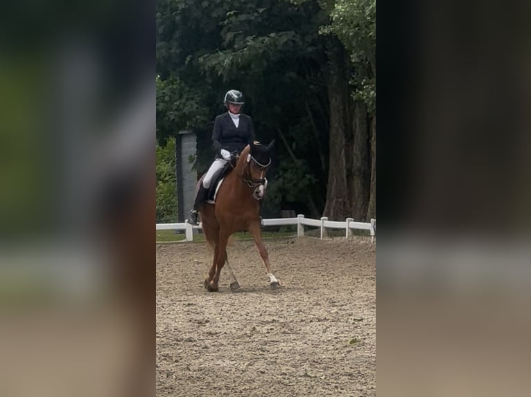 Deutsches Reitpony Wallach 9 Jahre 147 cm Fuchs in Reken