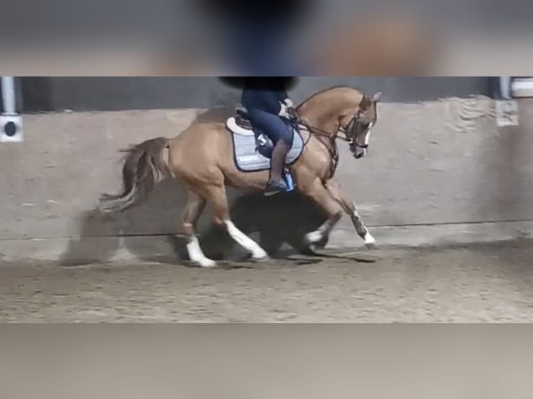 Deutsches Reitpony Wallach 9 Jahre 147 cm Fuchs in S&#xF6;hlde