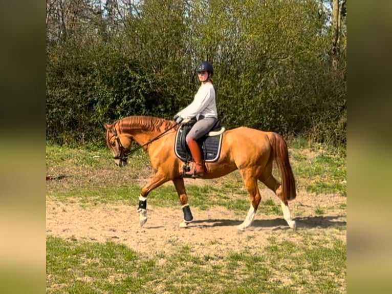 Deutsches Reitpony Wallach 9 Jahre 147 cm Fuchs in S&#xF6;hlde