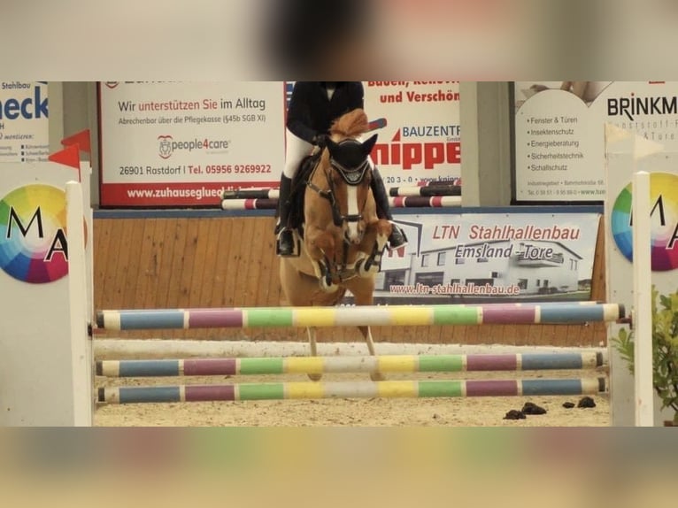 Deutsches Reitpony Wallach 9 Jahre 147 cm Fuchs in S&#xF6;hlde