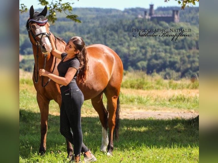 Deutsches Reitpony Wallach 9 Jahre 147 cm Fuchs in Limburg an der Lahn