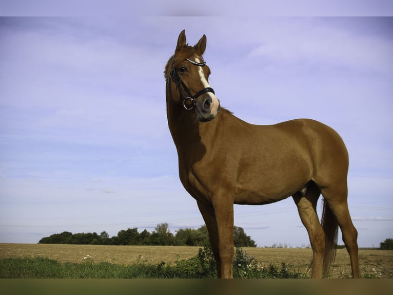 Deutsches Reitpony Wallach 9 Jahre 147 cm Fuchs in Oberursel