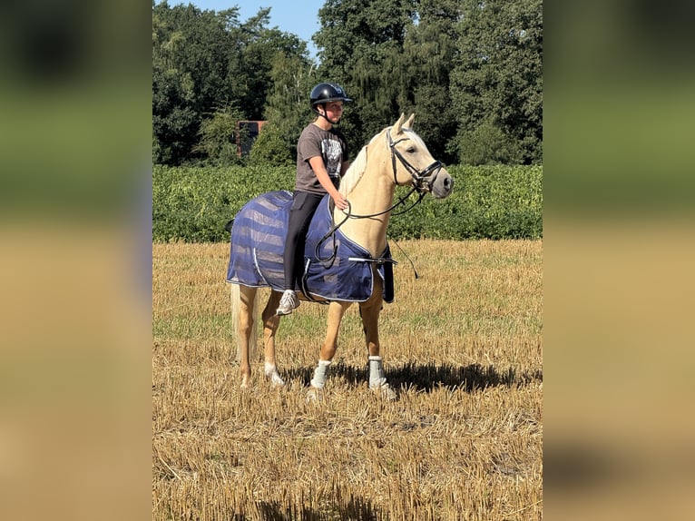 Deutsches Reitpony Wallach 9 Jahre 147 cm Palomino in Ottersberg