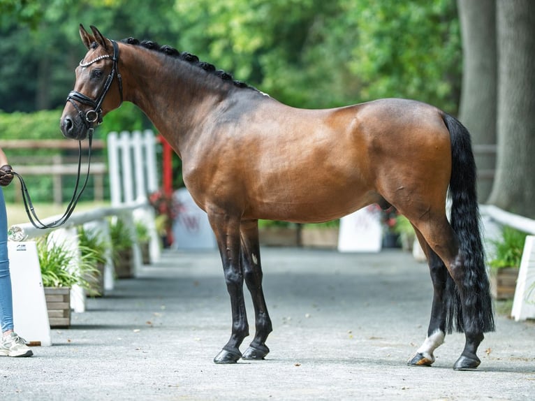 Deutsches Reitpony Wallach 9 Jahre 148 cm Brauner in M&#xFC;nster-Handorf