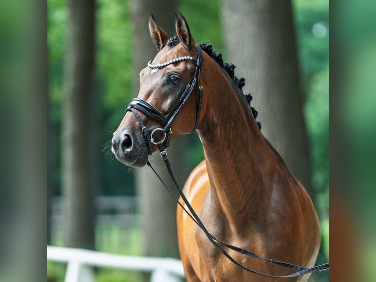 Deutsches Reitpony Wallach 9 Jahre 148 cm Brauner in M&#xFC;nster-Handorf