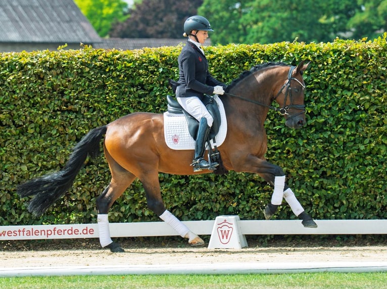 Deutsches Reitpony Wallach 9 Jahre 148 cm Brauner in M&#xFC;nster-Handorf