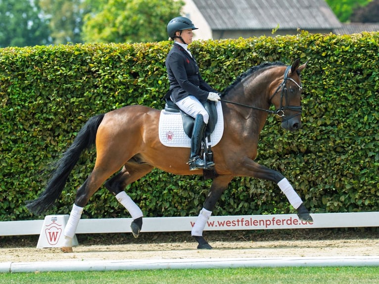 Deutsches Reitpony Wallach 9 Jahre 148 cm Brauner in M&#xFC;nster-Handorf