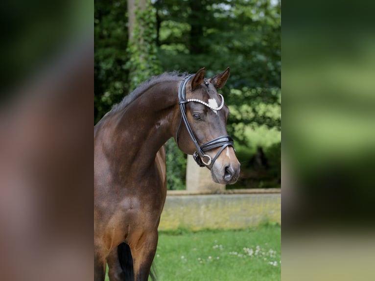 Deutsches Reitpony Wallach 9 Jahre 148 cm Brauner in Hörstel