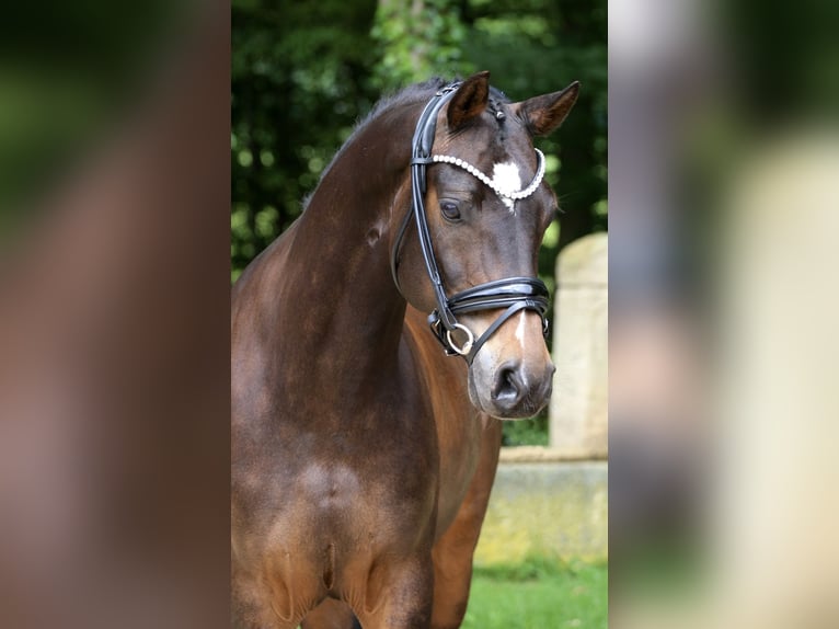 Deutsches Reitpony Wallach 9 Jahre 148 cm Brauner in Hörstel