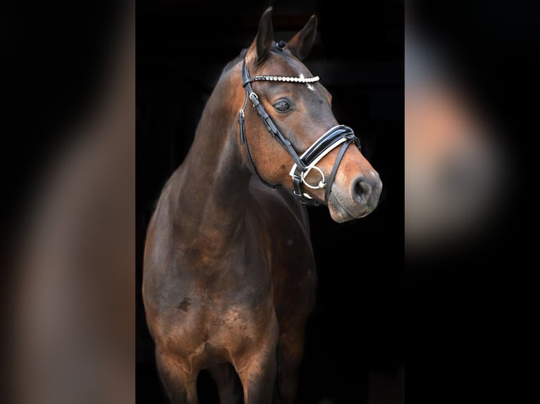 Deutsches Reitpony Wallach 9 Jahre 148 cm Brauner in Osnabrück