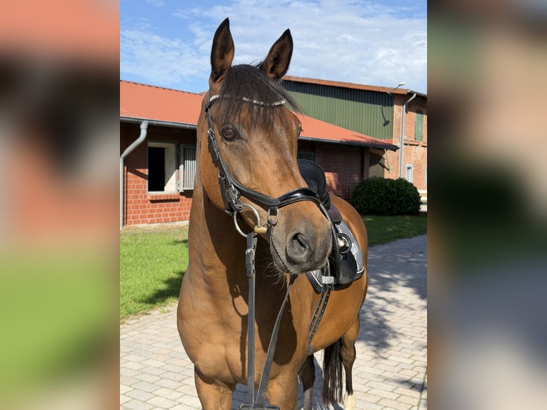 Deutsches Reitpony Wallach 9 Jahre 148 cm Brauner in Tangstedt
