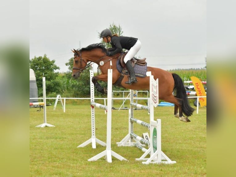 Deutsches Reitpony Wallach 9 Jahre 148 cm Brauner in Hittbergen