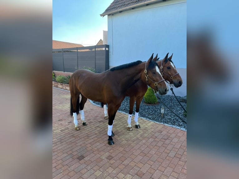 Deutsches Reitpony Wallach 9 Jahre 148 cm Brauner in Gimbrett