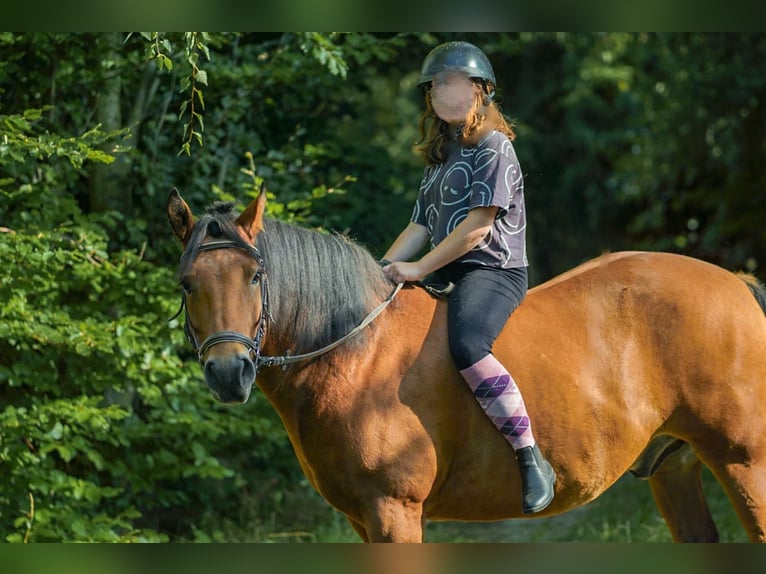 Deutsches Reitpony Mix Wallach 9 Jahre 148 cm Brauner in Eppendorf