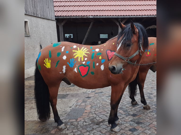 Deutsches Reitpony Mix Wallach 9 Jahre 148 cm Brauner in Eppendorf