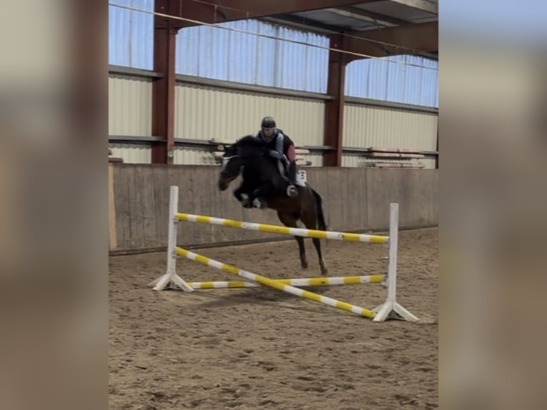 Deutsches Reitpony Wallach 9 Jahre 148 cm Brauner in Nusse