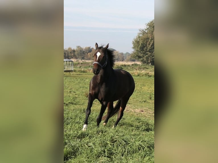 Deutsches Reitpony Wallach 9 Jahre 148 cm Brauner in Nusse
