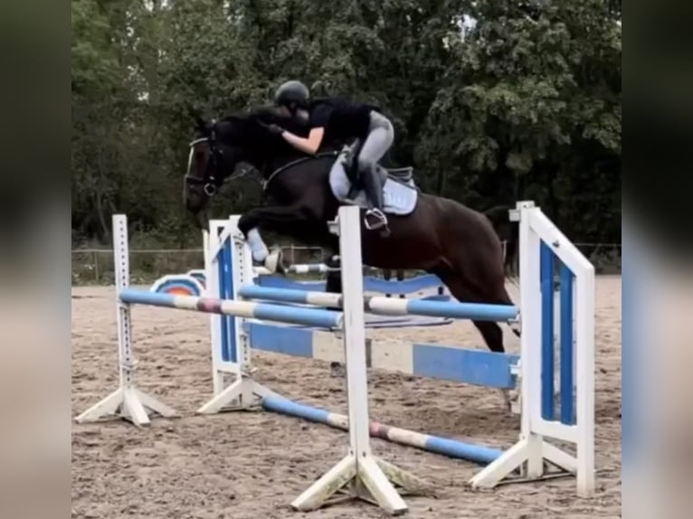 Deutsches Reitpony Wallach 9 Jahre 148 cm Brauner in Nusse