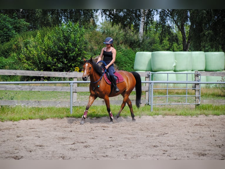 Deutsches Reitpony Wallach 9 Jahre 148 cm Brauner in Wetzen