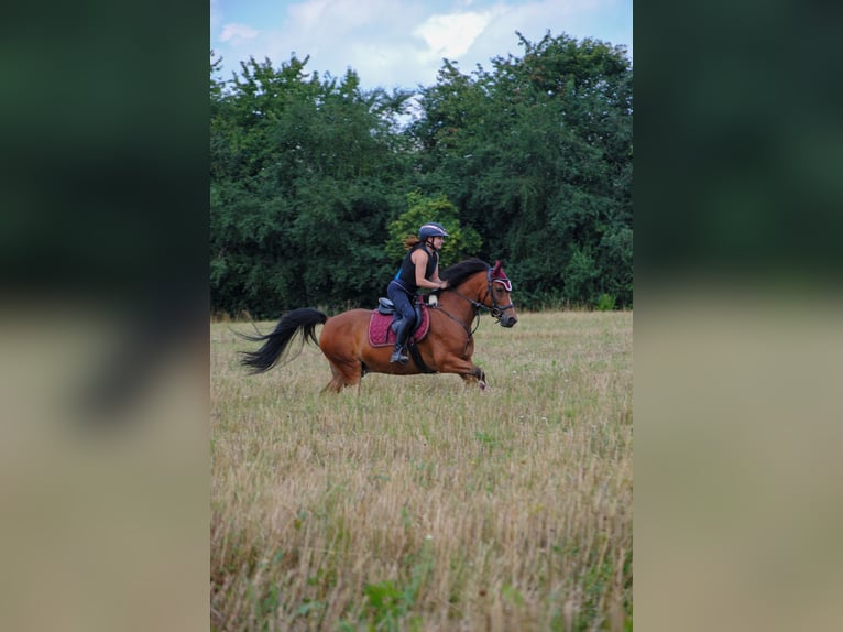 Deutsches Reitpony Wallach 9 Jahre 148 cm Brauner in Wetzen