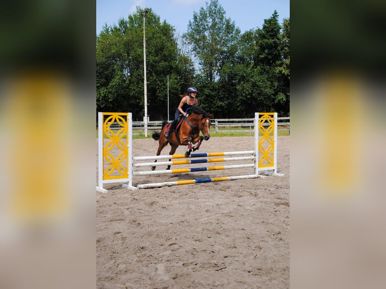 Deutsches Reitpony Wallach 9 Jahre 148 cm Brauner in Wetzen