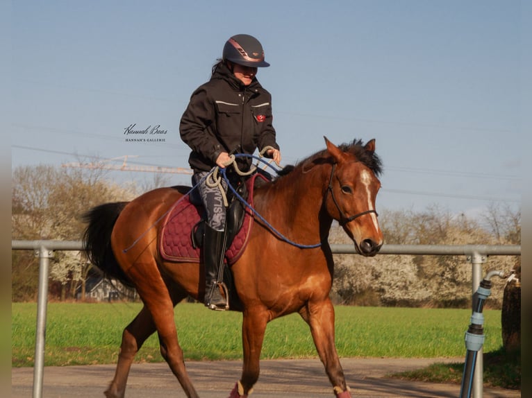 Deutsches Reitpony Wallach 9 Jahre 148 cm Brauner in Wetzen