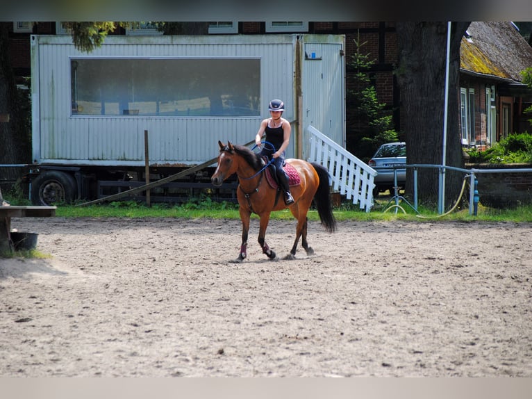 Deutsches Reitpony Wallach 9 Jahre 148 cm Brauner in Wetzen