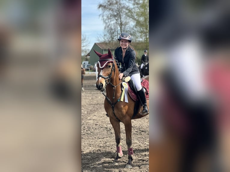 Deutsches Reitpony Wallach 9 Jahre 148 cm Brauner in Wetzen