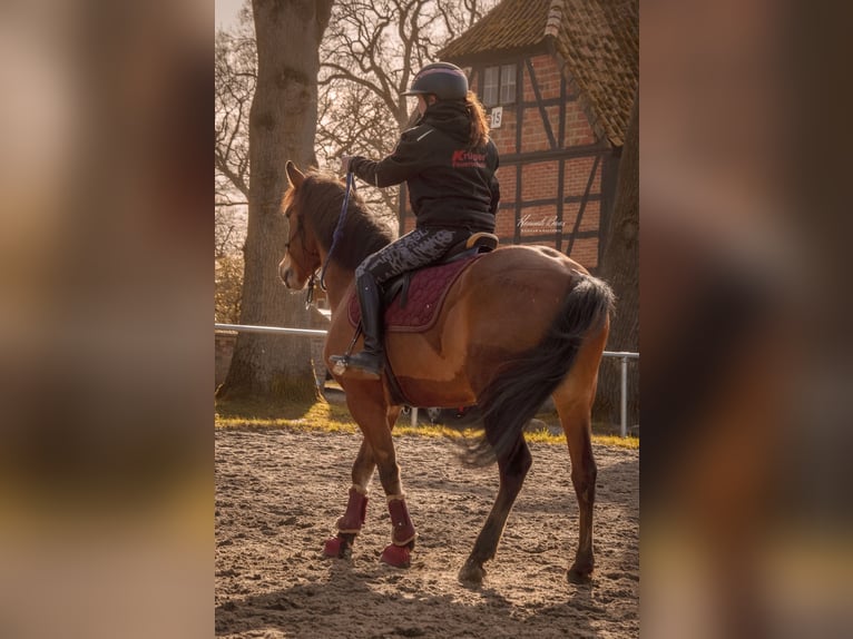 Deutsches Reitpony Wallach 9 Jahre 148 cm Brauner in Wetzen