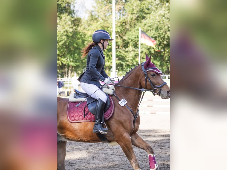 Deutsches Reitpony Wallach 9 Jahre 148 cm Brauner in Wetzen