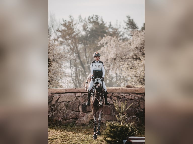Deutsches Reitpony Wallach 9 Jahre 148 cm Brauner in Neufahrn bei Freising