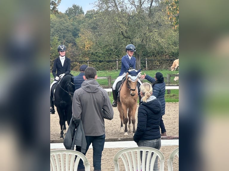 Deutsches Reitpony Wallach 9 Jahre 148 cm Buckskin in Essen