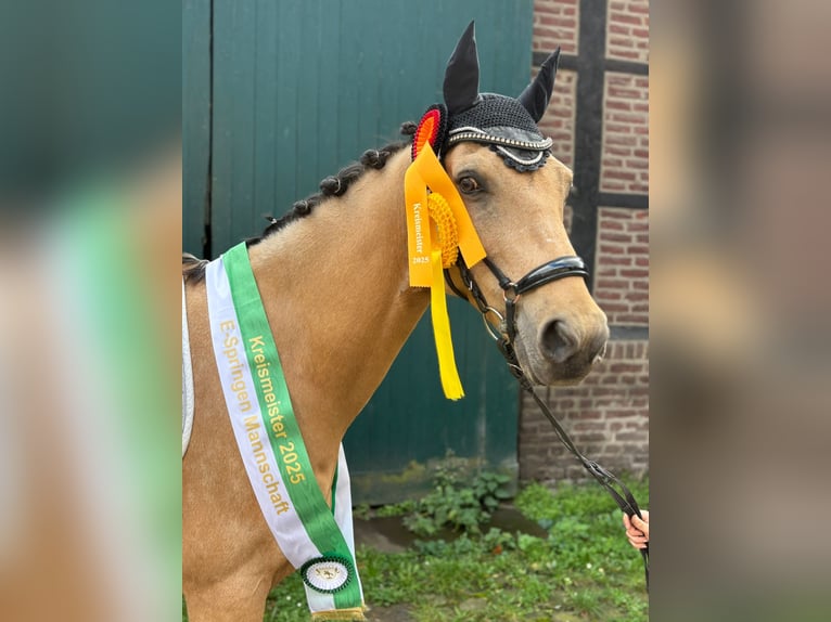 Deutsches Reitpony Wallach 9 Jahre 148 cm Buckskin in Essen