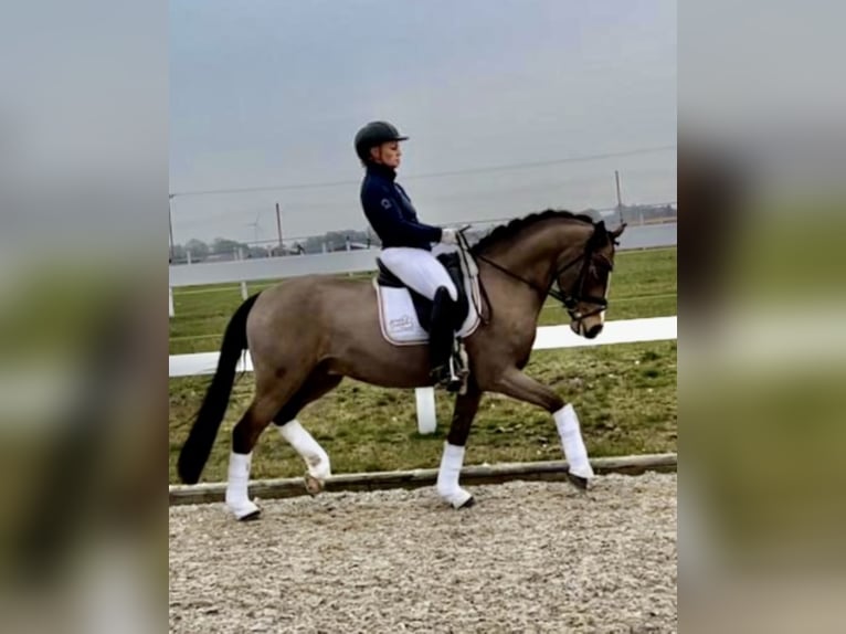 Deutsches Reitpony Wallach 9 Jahre 148 cm Buckskin in Recke, bei Osnabrück