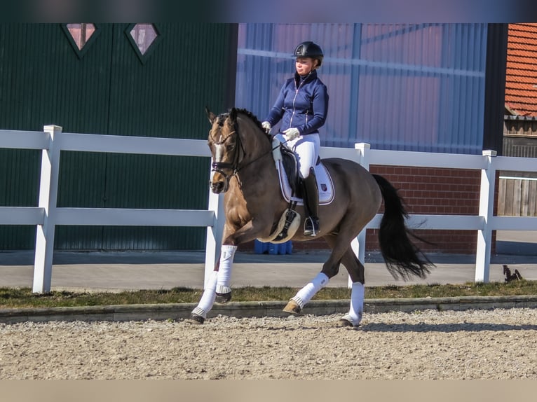 Deutsches Reitpony Wallach 9 Jahre 148 cm Buckskin in Recke, bei Osnabrück