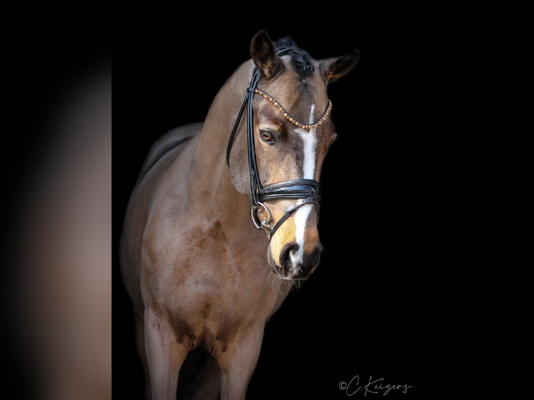 Deutsches Reitpony Wallach 9 Jahre 148 cm Buckskin in Recke, bei Osnabrück