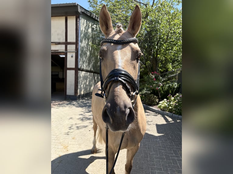 Deutsches Reitpony Wallach 9 Jahre 148 cm  in Essen