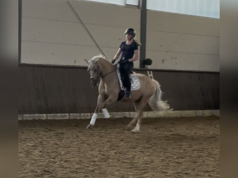 Deutsches Reitpony Wallach 9 Jahre 148 cm  in Essen