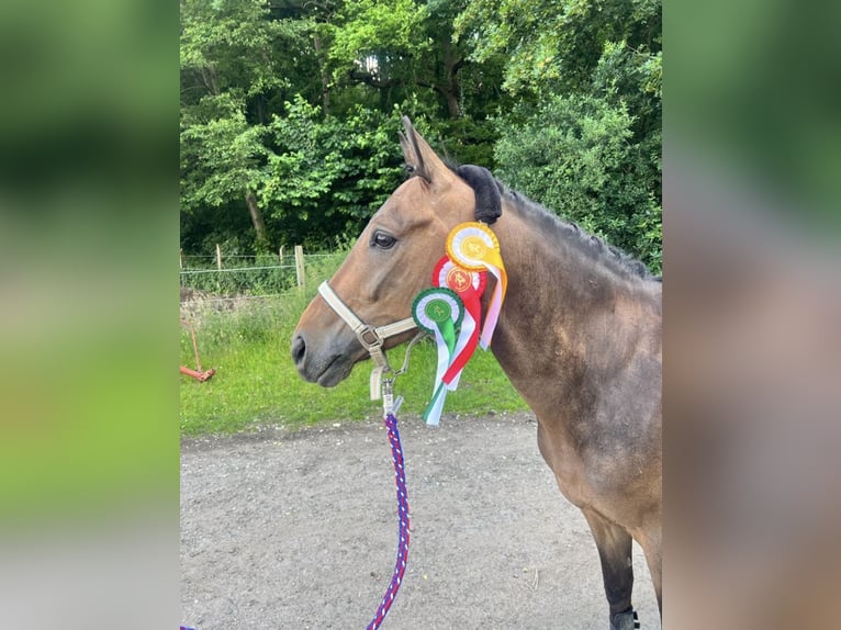 Deutsches Reitpony Wallach 9 Jahre 148 cm Dunkelbrauner in M&#xFC;nster