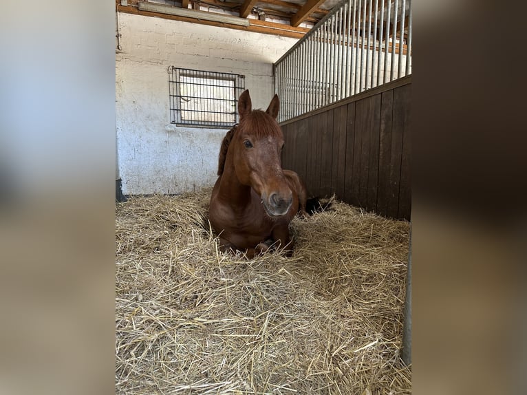 Deutsches Reitpony Wallach 9 Jahre 148 cm Dunkelfuchs in Habichtswald