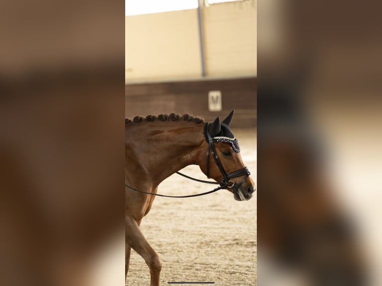 Deutsches Reitpony Wallach 9 Jahre 148 cm Dunkelfuchs in Neulu&#xDF;heim