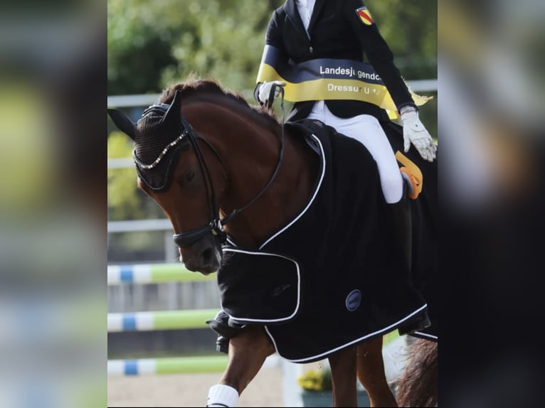 Deutsches Reitpony Wallach 9 Jahre 148 cm Dunkelfuchs in Neulu&#xDF;heim