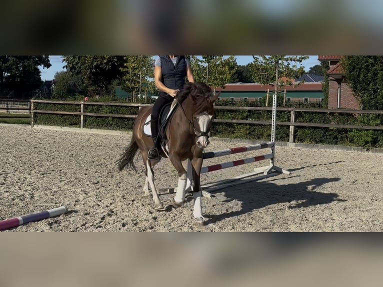 Deutsches Reitpony Wallach 9 Jahre 148 cm Dunkelfuchs in Cloppenburg