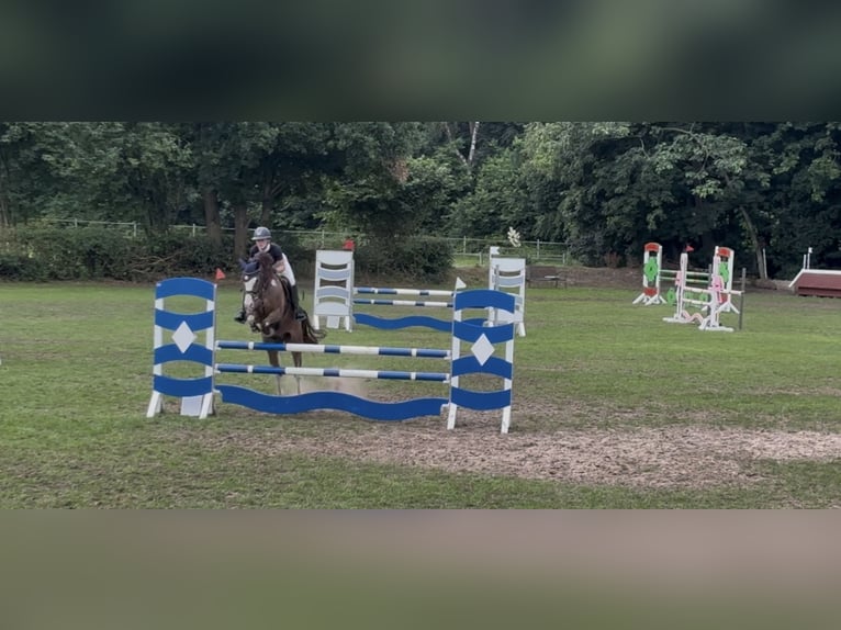 Deutsches Reitpony Wallach 9 Jahre 148 cm Dunkelfuchs in Cloppenburg