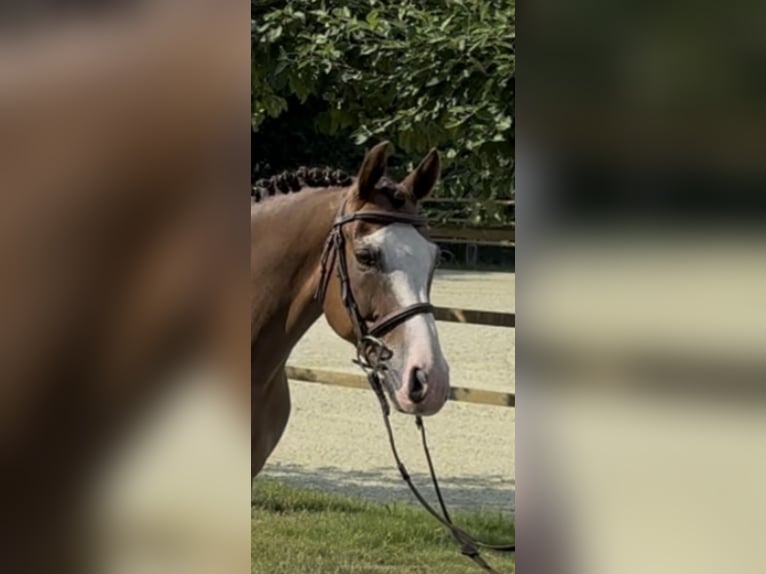Deutsches Reitpony Wallach 9 Jahre 148 cm Dunkelfuchs in Cloppenburg