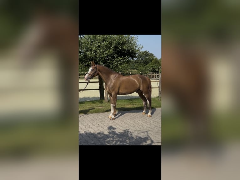 Deutsches Reitpony Wallach 9 Jahre 148 cm Dunkelfuchs in Cloppenburg