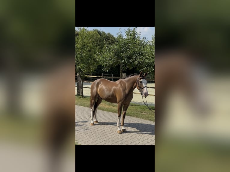 Deutsches Reitpony Wallach 9 Jahre 148 cm Dunkelfuchs in Cloppenburg
