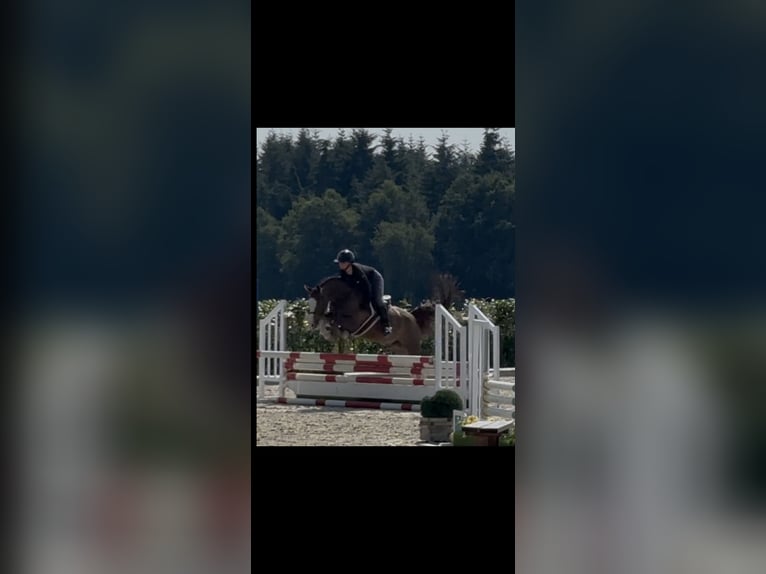 Deutsches Reitpony Wallach 9 Jahre 148 cm Dunkelfuchs in Cloppenburg